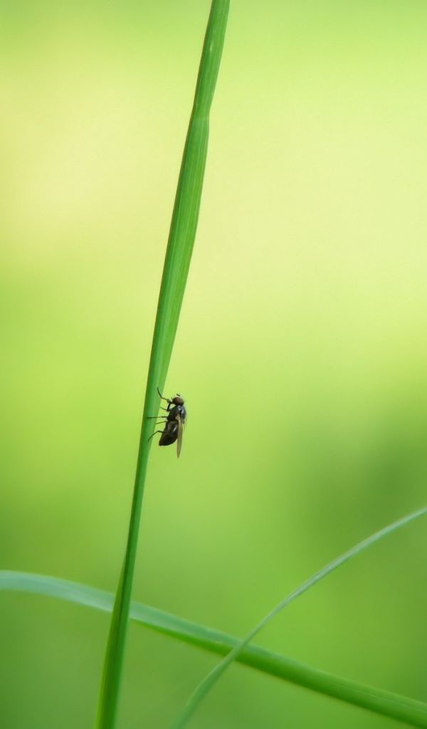 Муха на траве