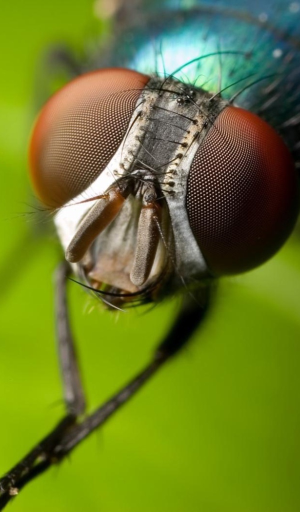 Летающий глазастик