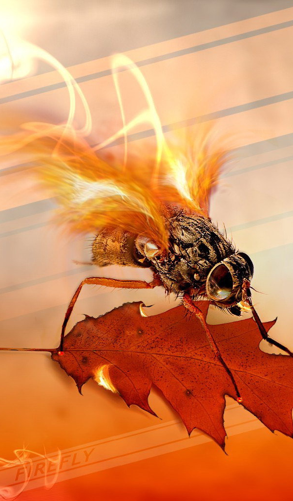 Муха с огненными крыльями