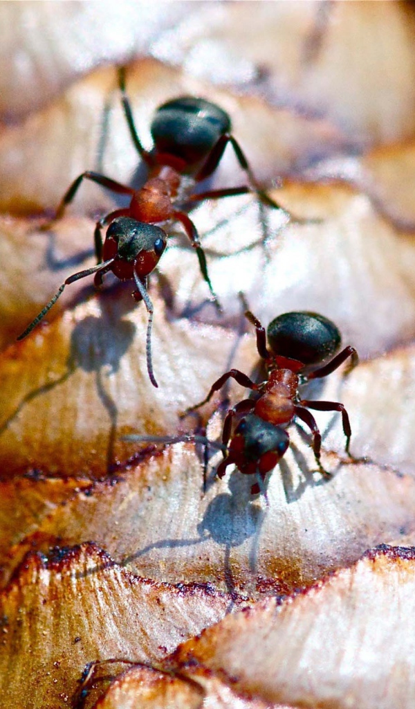 Лесные муравьи