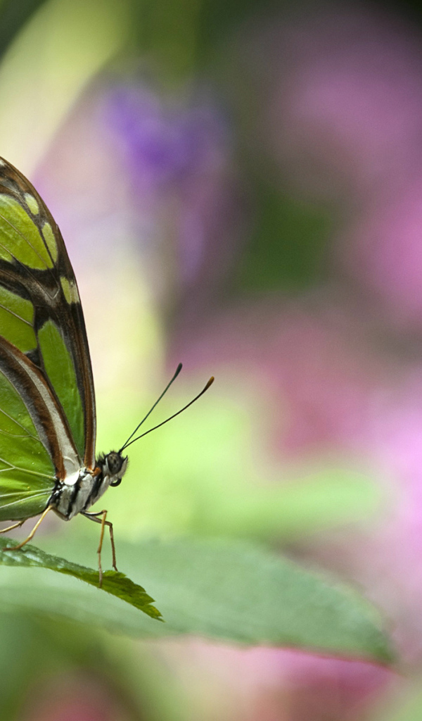 Зеленая бабочка