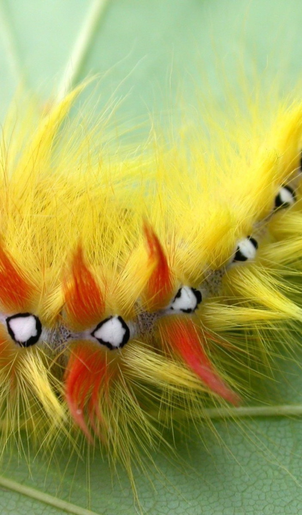 Мохнатая гусеница