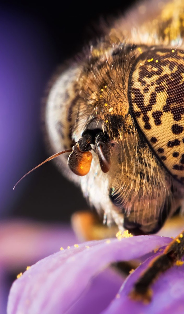 Голова пчелы