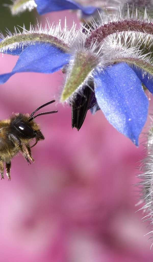 Пчела собирает мед