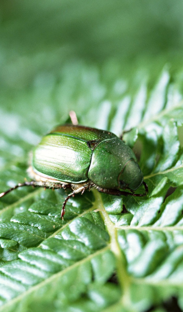 Японский жук