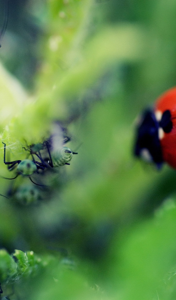 Божья коровка и тля