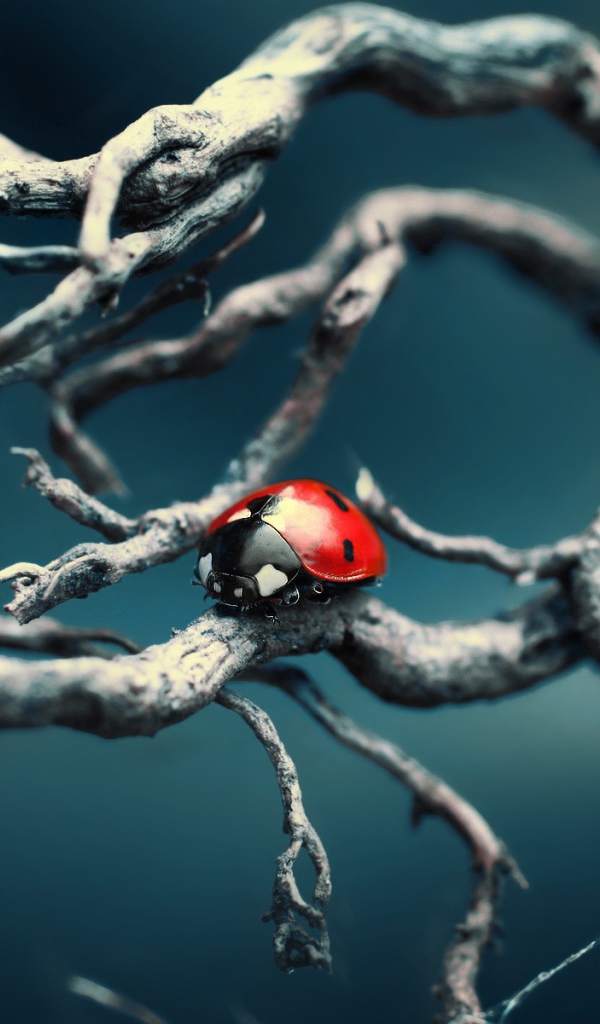 Божья коровка ползет по веткам