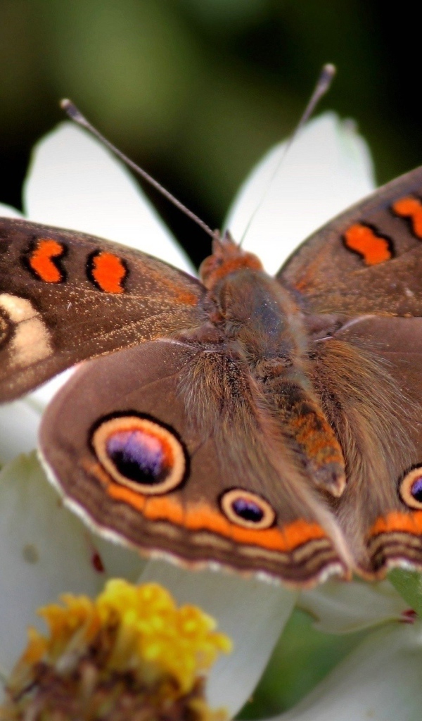 Большая цветная бабочка