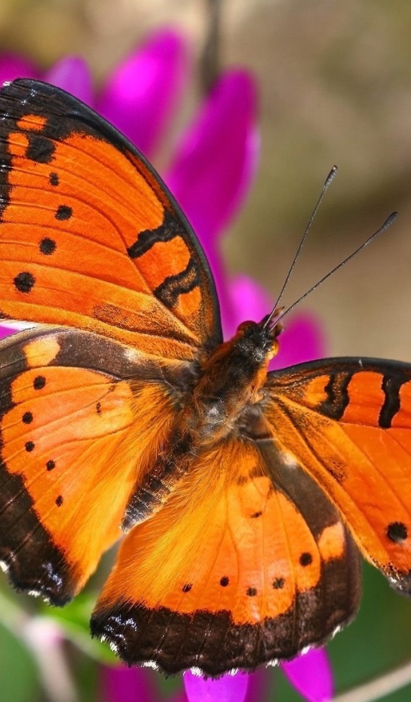 Бабочка в Лондоне