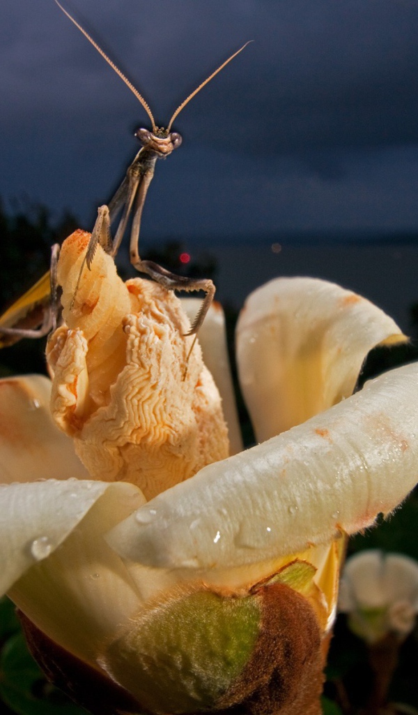 Богомол на цветке