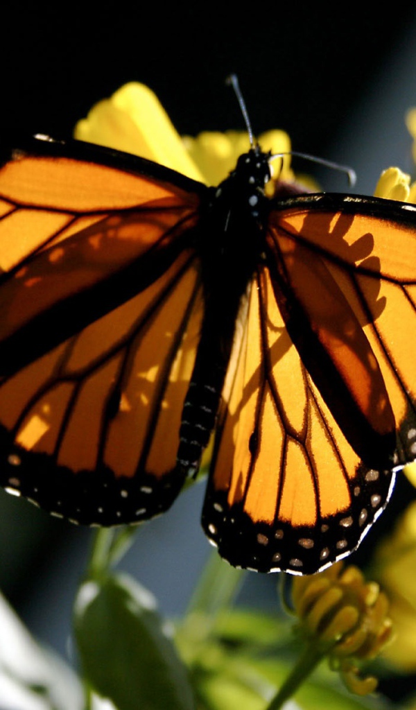 Бабочка Монарх