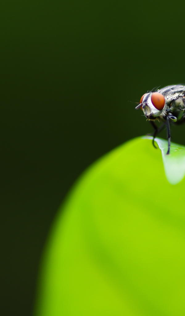 Фотогеничная муха