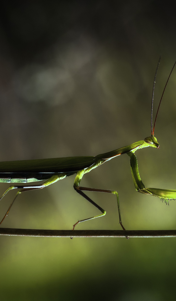 Богомол на ветке