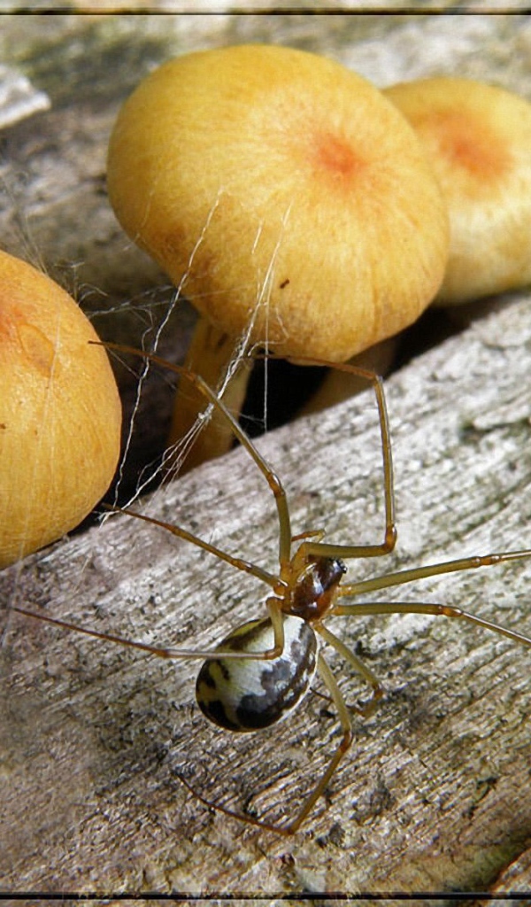 Паук и грибы