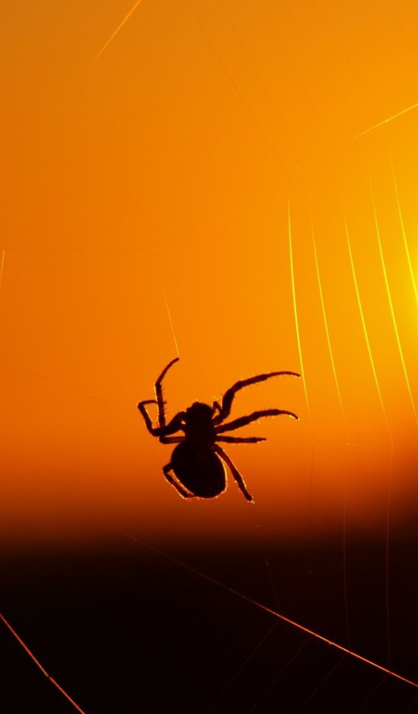 Паук на закате солнца
