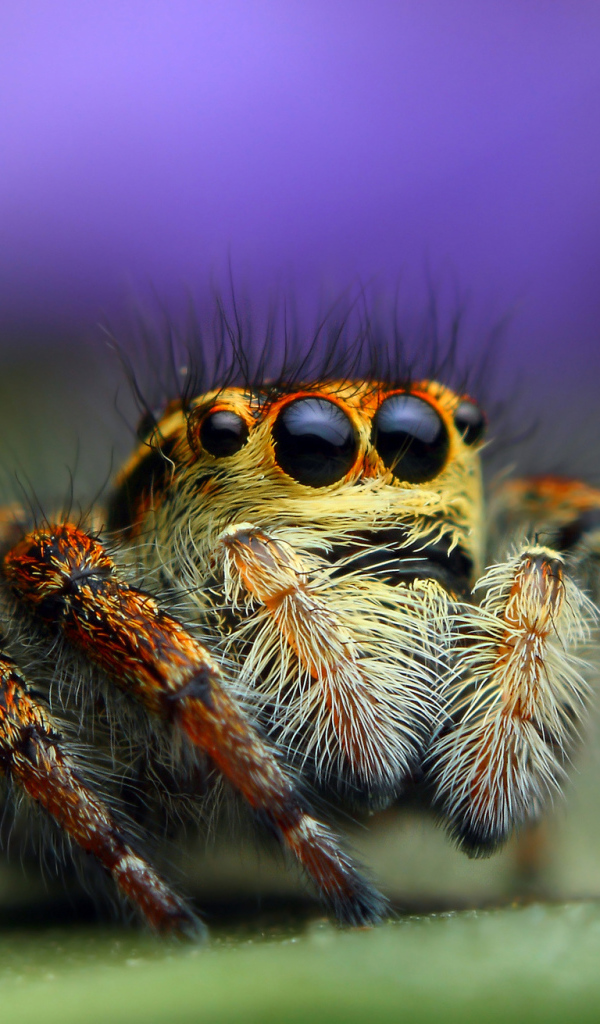 Паук джампер