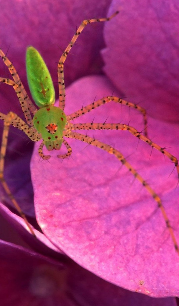 Паук на розовых цветках