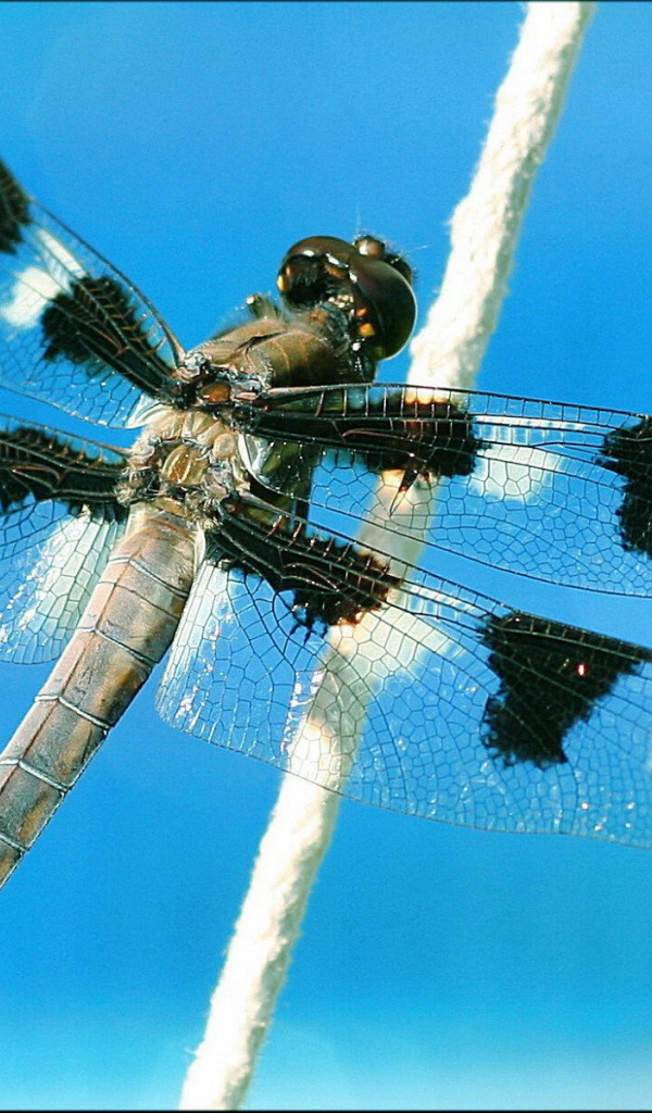 Пятнистая стрекоза на растении