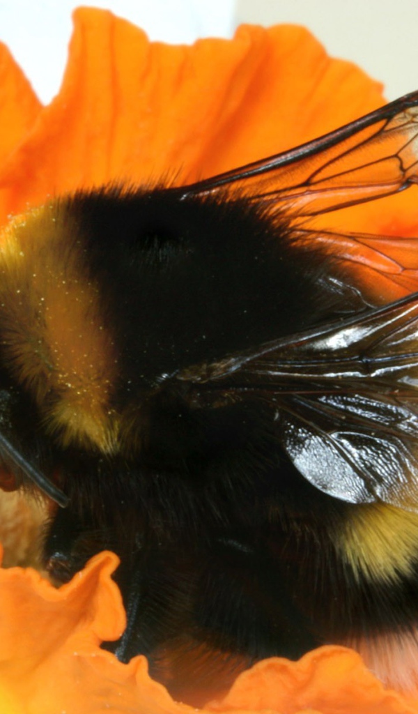 Шмель на цветке