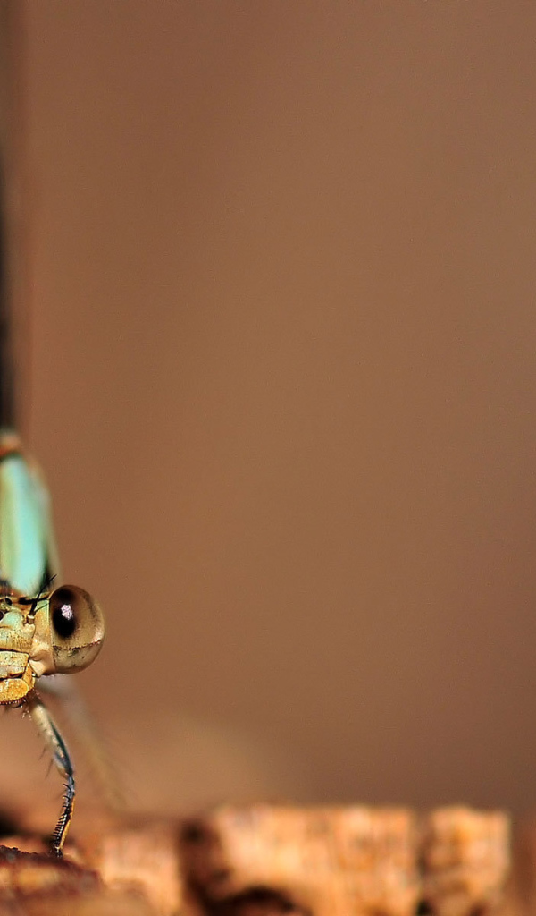 Глаза стрекозы