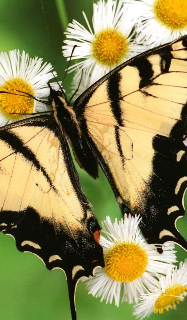 Тигровая бабочка