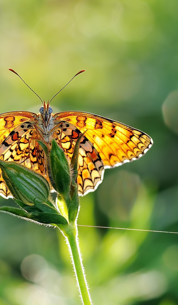 Желтая бабочка на цветке