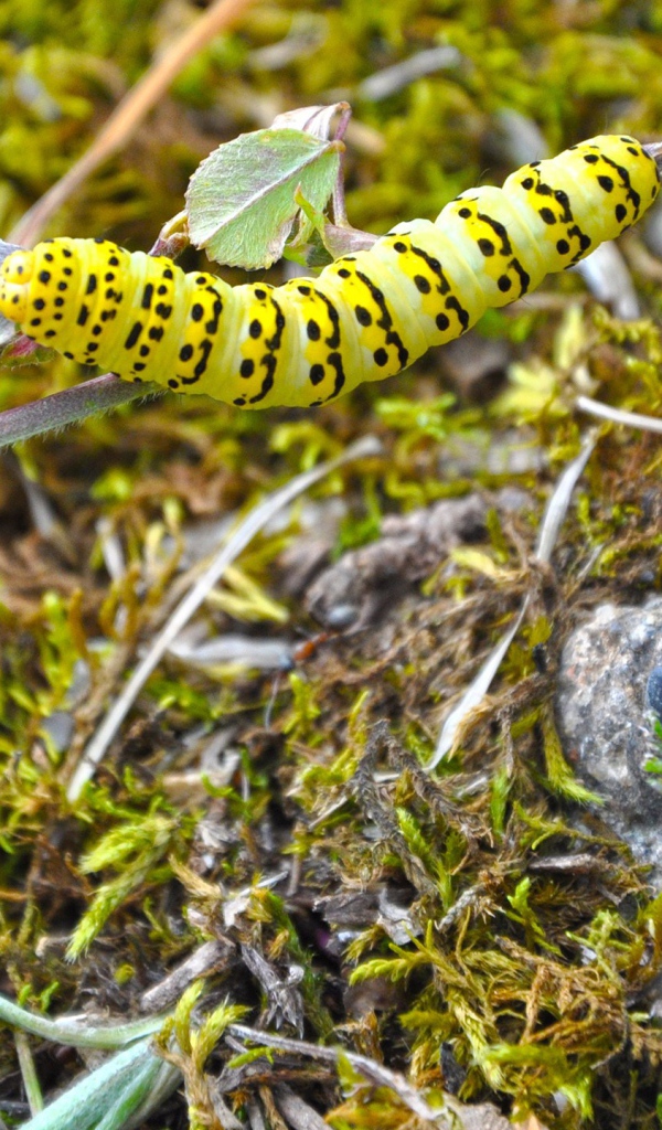 Желтая гусеница