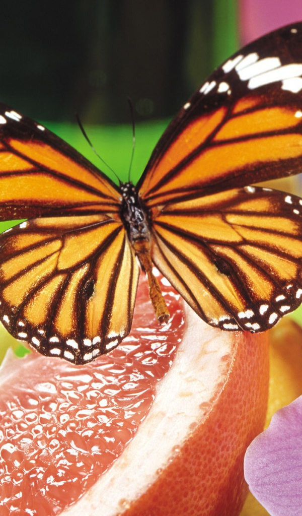 Бабочка и орхидея