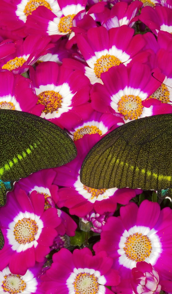 Бабочки на розовых цветах