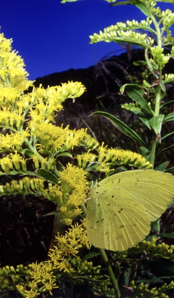 Бабочка на желтом цветке