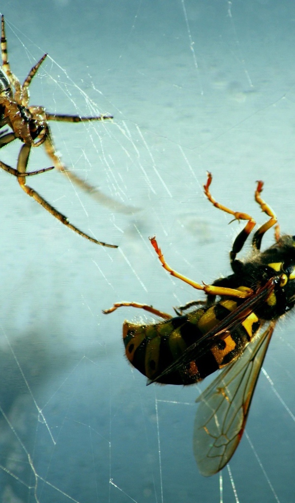 Паук и его добыча