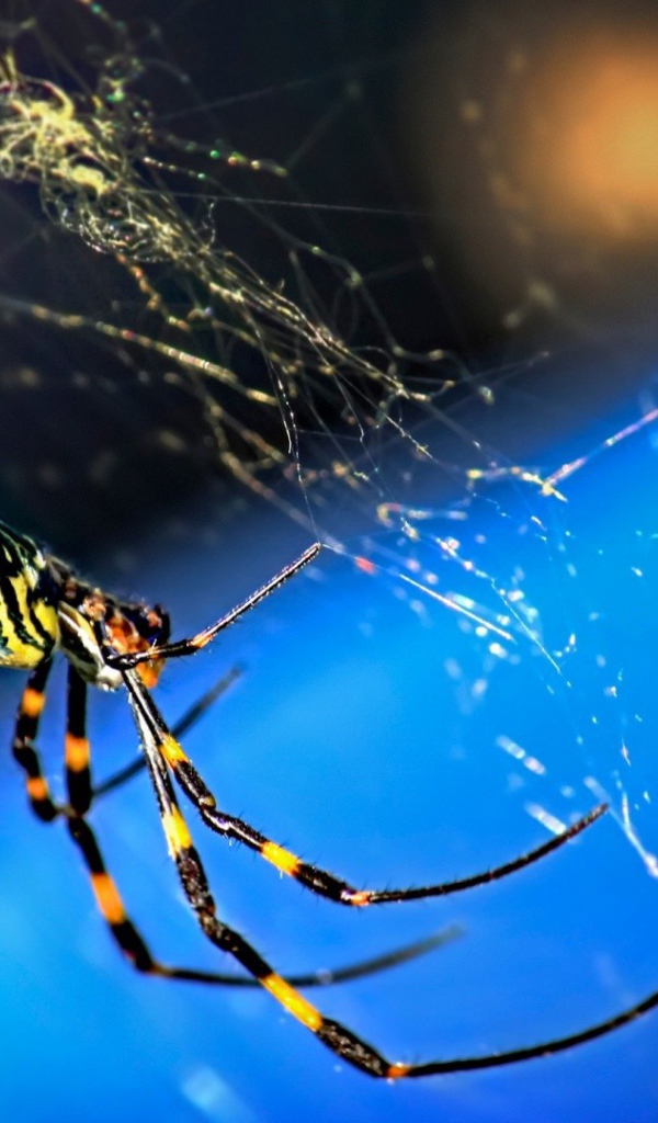 Паук плетет паутину