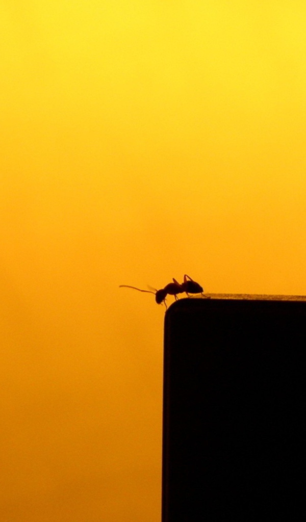 Муравей на краю пропасти