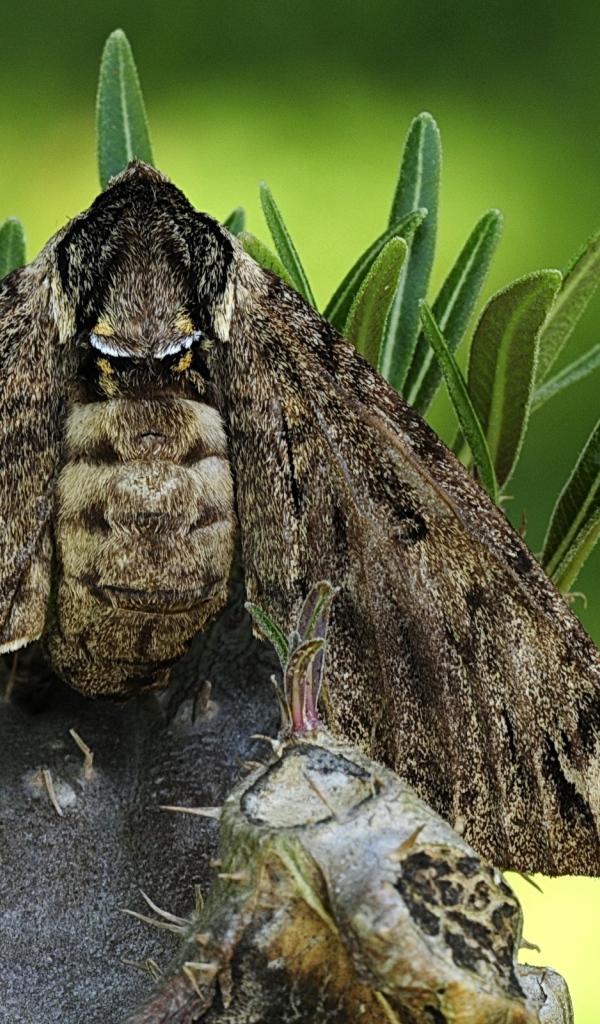 Большая серая моль