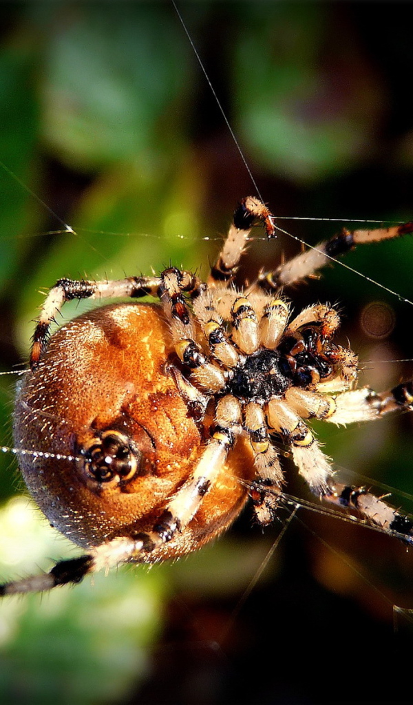 Круглый паук