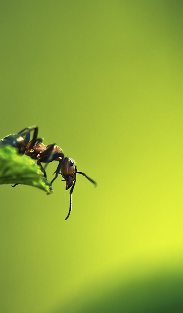 Муравей на листке