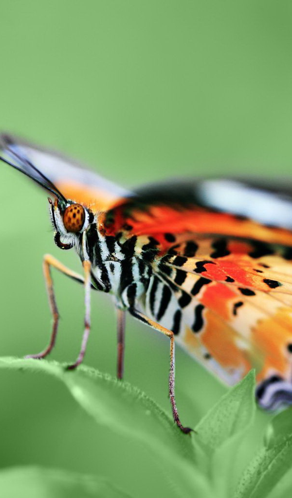 Красивая бабочка на листке