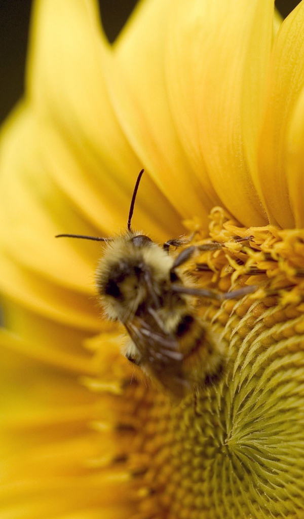 Пчела на желтом цветке