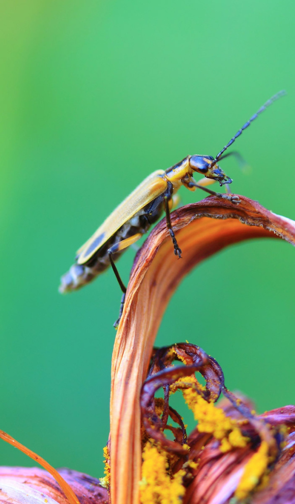 Жук сидит на цветке