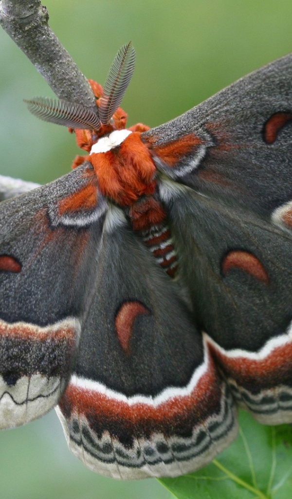 Большая красивая бабочка
