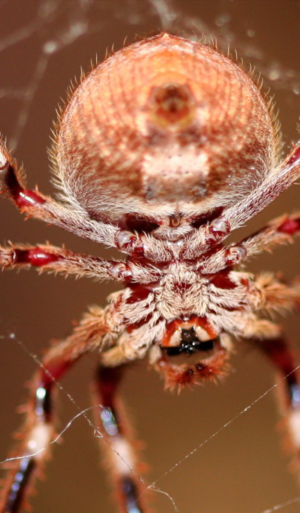 Большой паук