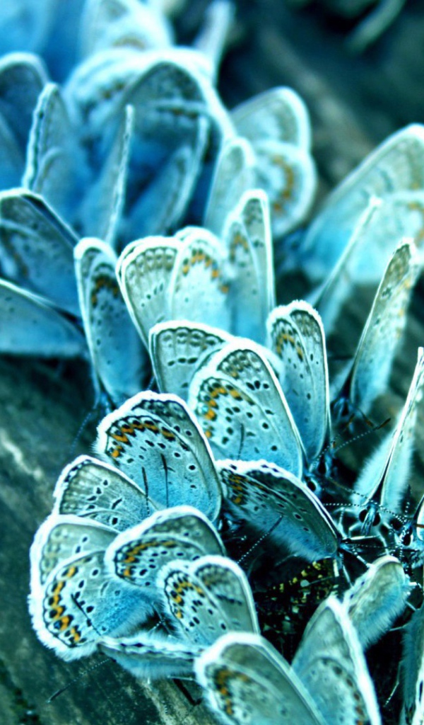 Голубые бабочки