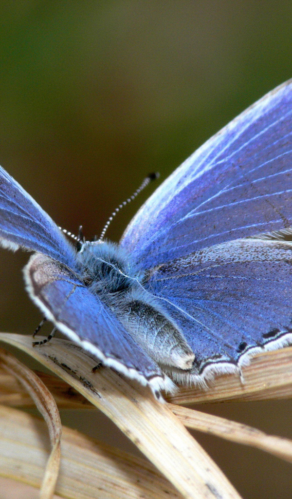 	   Blue butterfly on a leaf