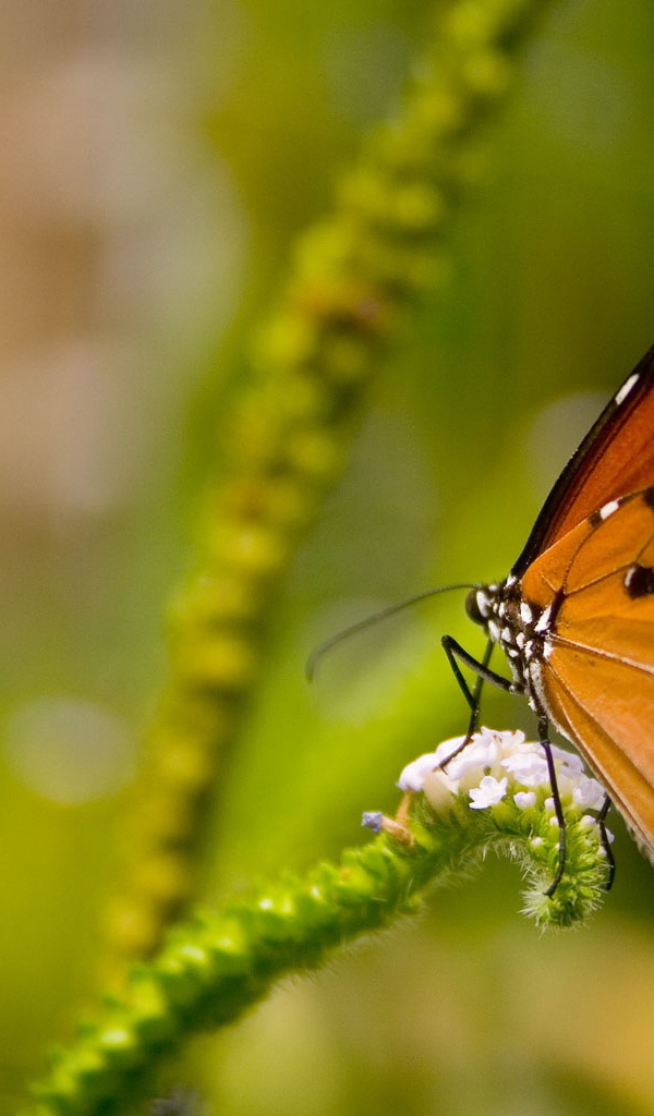 Коричневая бабочка на цветке