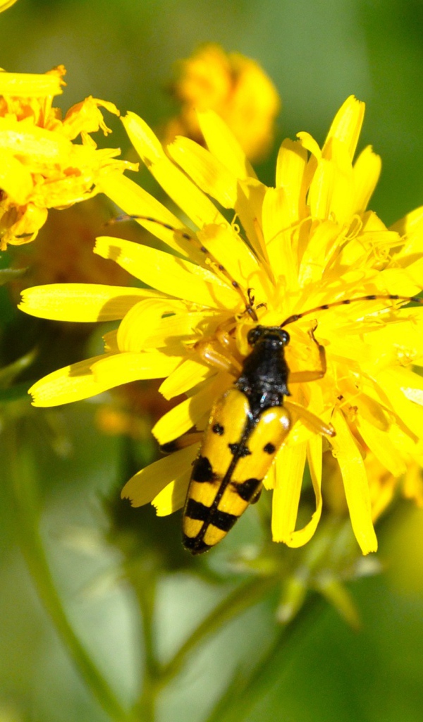 Жук на желтом цветке