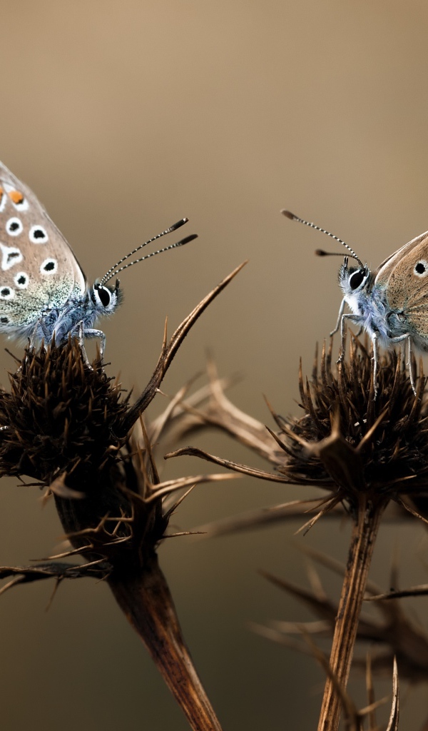 Бабочки на колючках