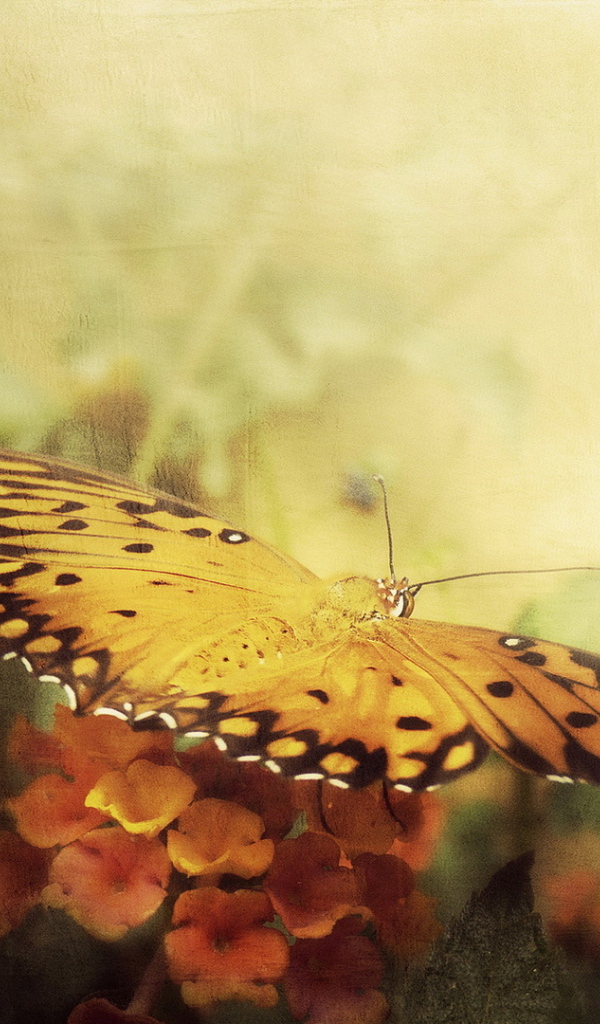 Бабочка в полете