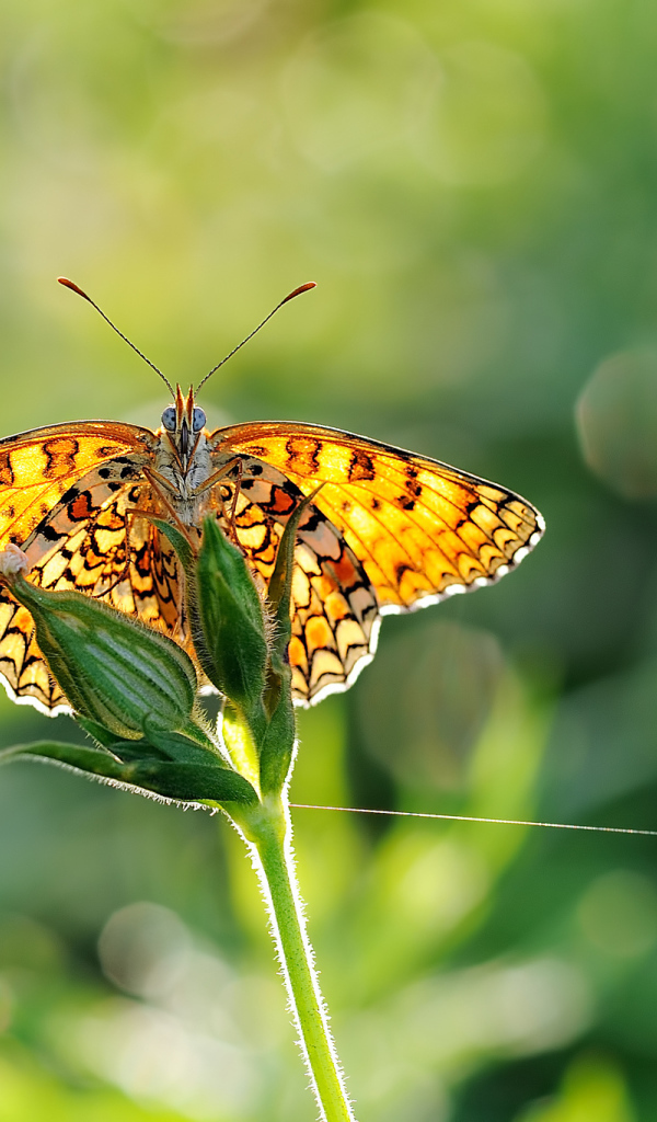 Бабочка на размытом фоне