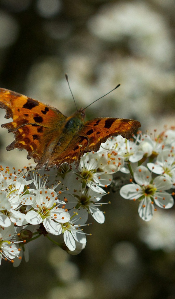 Бабочка на цветущем дереве