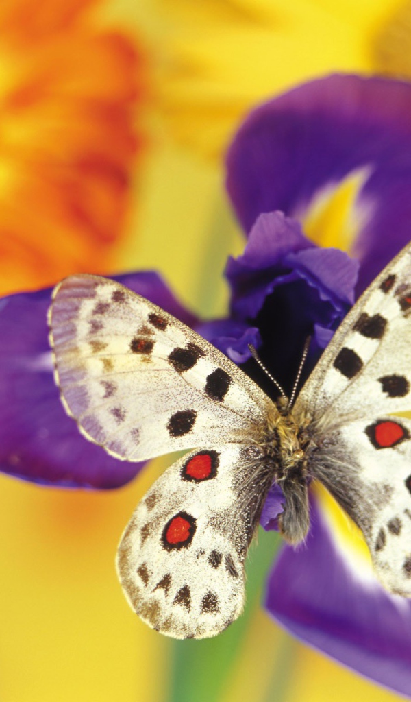 Бабочка на цветке